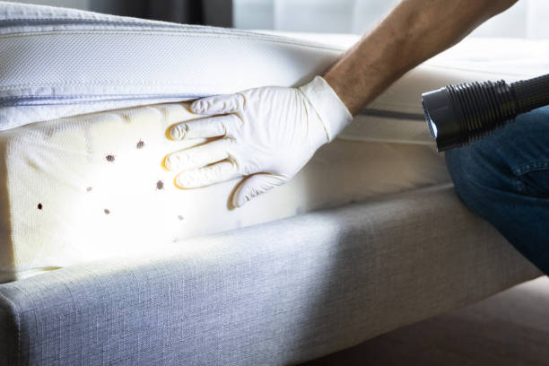 Best Flea Control Services  in Corcoran, CA