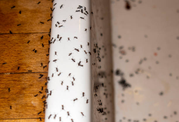 Pest Prevention Services in Corcoran, CA