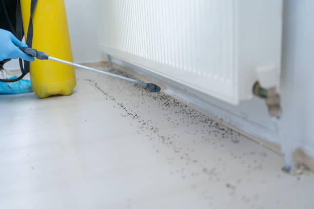 Best Rat Extermination Near Me  in Corcoran, CA